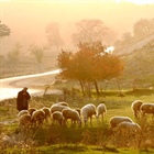 GREEN PASTORS: Shepherding A Convicted Saint