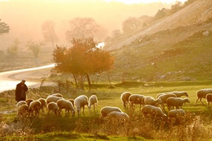 GREEN PASTORS: Shepherding A Convicted Saint