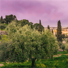 STAND FIRM: The End Times is Just a Regional War - The Disciple’s End Times View (Part 1)