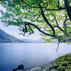 EVERYTHING WE NEED: Like a Tree Planted by Streams of Water