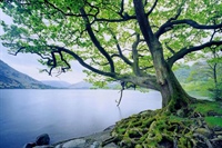 EVERYTHING WE NEED: Like a Tree Planted by Streams of Water