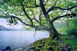 EVERYTHING WE NEED: Like a Tree Planted by Streams of Water