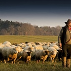 BMA FINANCIAL: Protecting the Flock - Church Safety and Abuse Prevention