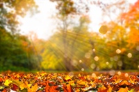 Falling Leaves
