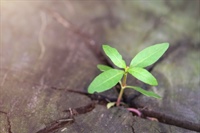 Revitalizing Our Association