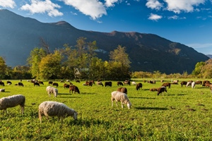 GREEN PASTORS...Greener Pastors