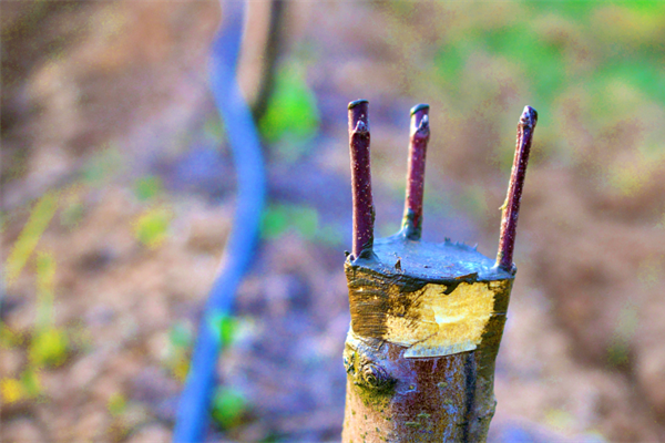 STAND FIRM: Gentiles Being Grafted-In Isn't Anything New