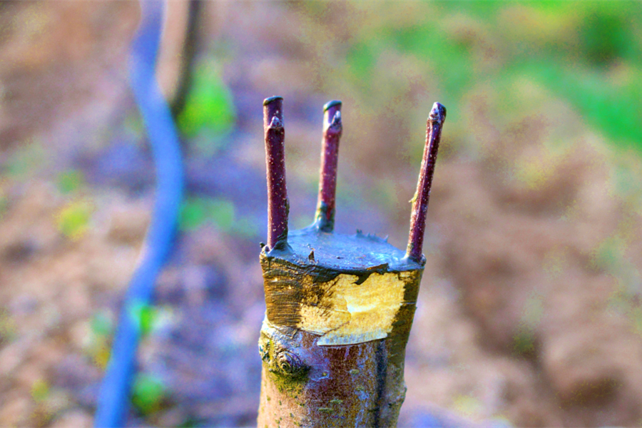 STAND FIRM: Gentiles Being Grafted-In Isn't Anything New