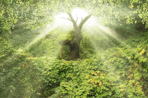 STAND FIRM: The Epic Story of Truth (part 1) - Creation, Curse and Promis