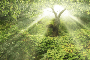 STAND FIRM: The Epic Story of Truth (part 1) - Creation, Curse and Promis