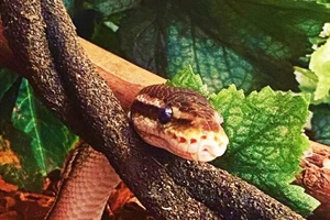 EVERYTHING WE NEED: A Hole in the Screen