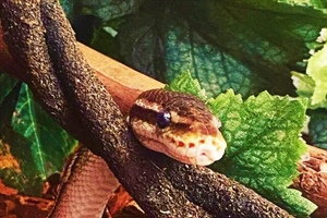 EVERYTHING WE NEED: A Hole in the Screen