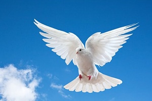 EVERYTHING WE NEED: Perfect Peace